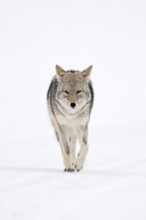 Straightforward... Coyote (Canis latrans) in winter, running through the snow directly towards the