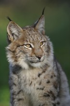Detailed close-up... Eurasian lynx (Lynx lynx), head portrait of our largest native cat of prey,