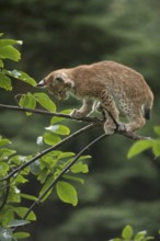 The view downwards... Eurasian lynx (Lynx lynx), young lynx balancing carefully on a thin branch,