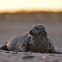 Watchful gaze... Grey seal (Halichoerus grypus), female grey seal in atmospheric light, North Sea,