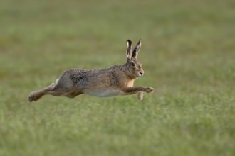 Leaping... European hare (Lepus europaeus) hunts in long, wide leaps across a meadow, endangered