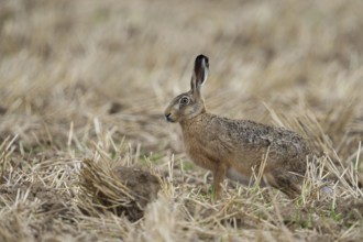 Attentive hare... European hare (Lepus europaeus) sitting on a stubble field in late summer after