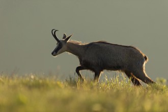 Early in the morning... Chamois (Rupicapra rupicapra) moving in atmospheric backlight over a