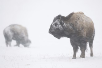 Tough as nails... American Bison (Bison bison) braving a blizzard, snowstorm, their fur covered in