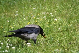 Crow with food in a meadow in summer, Germany