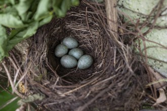 Five blue-green eggs in a blackbird's nest (Turdus merula), Bavaria, Germany
