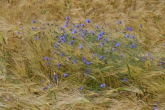 Blue cornflowers swaying in the wind in a brown cornfield, Germerode, Geo nature park Park