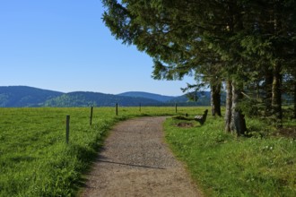 Gravel path through a green field with a bench, surrounded by trees and mountains in the