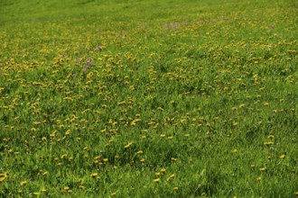 Meadow strewn with yellow dandelion flowers in a lively spring landscape, spring, Schauinsland,