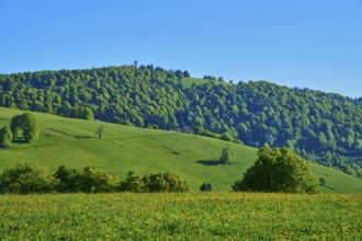 Mountain peak Schauinsland hilly landscape with dense forest and extensive meadows under a clear