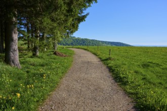Straight hiking trail through green pastureland with trees on the side, clear sky, spring,