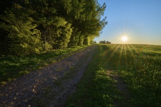 Evening sun shining through a forest along a path, radiant play of light, spring, Schauinsland,