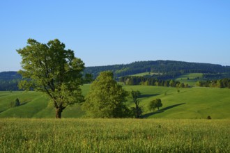 A green hilly landscape with scattered beech trees and a clear sky, spring, Schauinsland, Freiburg