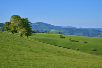 Hilly landscape with green meadows and mountains in the background, spring, Schauinsland, Freiburg