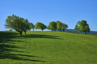 Hilly pasture landscape with wind beech trees in the shade and clear blue sky, spring,