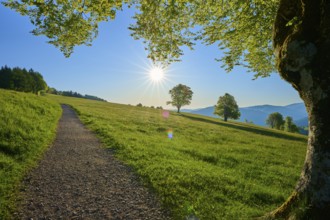 A sunny landscape with a path on a green meadow, surrounded by beech trees, spring, Schauinsland,