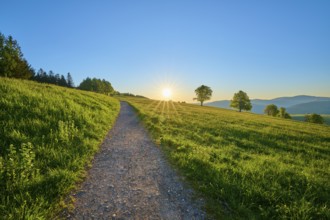 Sunset along a meadow path, trees and rolling hills in the background, spring, Schauinsland,