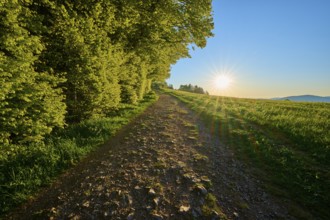 Rustic path lined with trees under bright evening sun, quiet landscape, spring, Schauinsland,