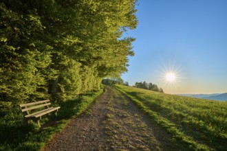 A quiet path with a bench leads through a green landscape under a clear sky, spring, Schauinsland,