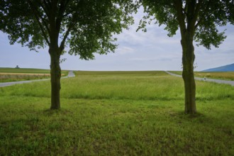 Two trees frame the view of a wide meadow lined with roads with a cloudy sky, Orferode, town of Bad