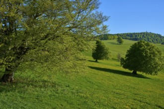 Green beech trees on hills with flowering meadows under a blue sky, idyllic nature, spring,