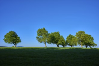 Green trees in a meadow under a clear blue sky, spring, Schauinsland, Freiburg im Breisgau, Black