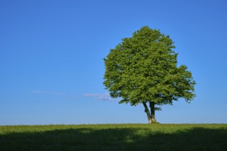 A single green beech tree stands on a green meadow under a blue sky, spring, Schauinsland, Freiburg