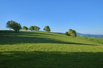 Sunny hilly terrain with long shadows and scattered wind beech trees, spring, Schauinsland,