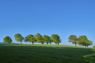 Row of copper beeches on a hill under a bright blue sky, peaceful atmosphere, spring, Schauinsland,