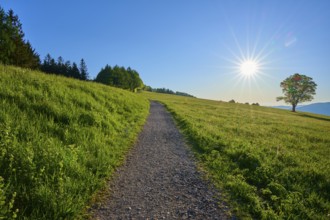 A narrow path leads through a sunny meadow, a tree in the background, clear blue sky, spring,