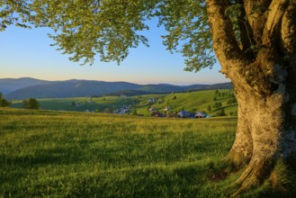 A tree offers views over a village and hills at sunrise, the landscape is green and expansive,