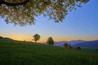 Green meadow with trees and dawn in the background, quiet natural landscape, spring, Schauinsland,