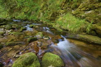 A small stream flows through a mossy forest landscape, lined with stones, Black Forest,