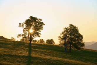 Rays of light break through treetops during a sunrise in a meadow, spring, Schauinsland, Freiburg