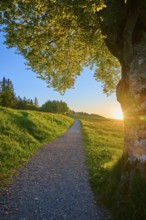 A tree at the edge of the path at sunrise, a quiet hiking trail stretches along the meadow, spring,