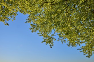 Green leaves of a tree shine in front of a clear blue sky in the sunlight, spring, Schauinsland,