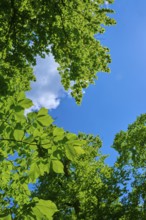 View through dense green treetops into a clear, sunny sky, Triberg im Schwarzwald,
