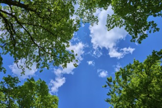 View of green treetops against a blue, cloudy sky, Triberg im Schwarzwald, Schwarzwald-Baar-Kreis,