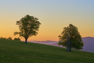 Two trees on a hilly meadow at sunrise, the sky glows in orange tones, spring, Schauinsland,