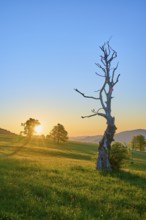 A withered tree during sunrise with play of light on the meadow, spring, Schauinsland, Freiburg im