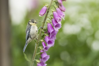 Blue tit (Cyanistes caeruleus, Parus caeruleus) sitting on a purple flower, foxglove (Digitalis) in