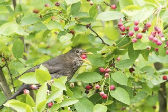 A female blackbird (Turdus merula) eats red berries, European monkey-hat (Euonymus europaeus),