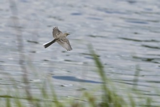 A white wagtail (Motacilla alba), juvenile, flying just above the water surface, grass in the