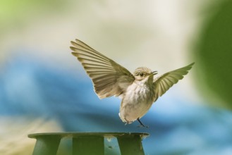 A grey flycatcher (Muscicapa striata) takes off from a metal platform with outstretched wings,