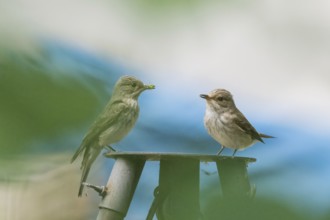 Two grey flycatchers (Muscicapa striata), pair, standing on a metal platform, one holding food in