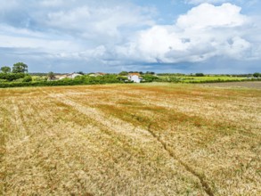 Red poppies in the cereal field from a drone