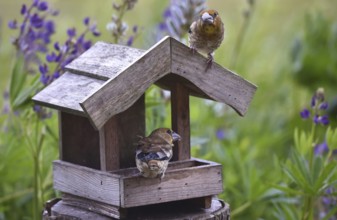 Hawfinch (Coccothraustes coccothraustes) Chicks at the birdhouse