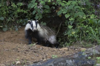 Badger (Merles merles) on a building site, Wittlich, Rhineland-Palatinate, Germany