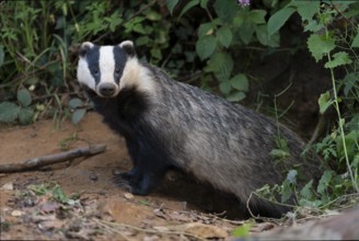 European badger (Meles meles) leaving its den, Wittlich, Rhineland-Palatinate, Germany
