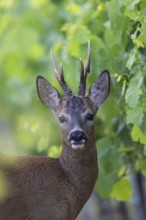Roebuck in the vineyard in summer, Wittlich, Rhineland-Palatinate, Germany